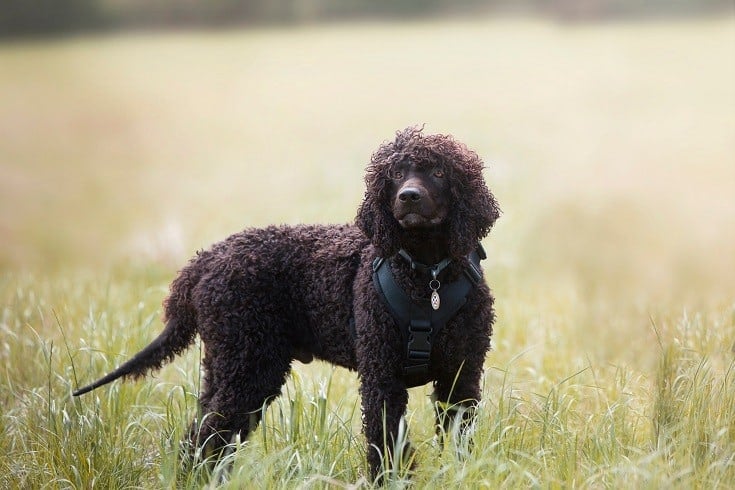 Irish Water Spaniel