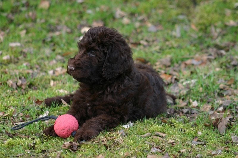 Irish Water Spaniel
