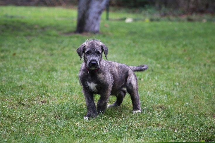 how much does an irish wolfhound cost