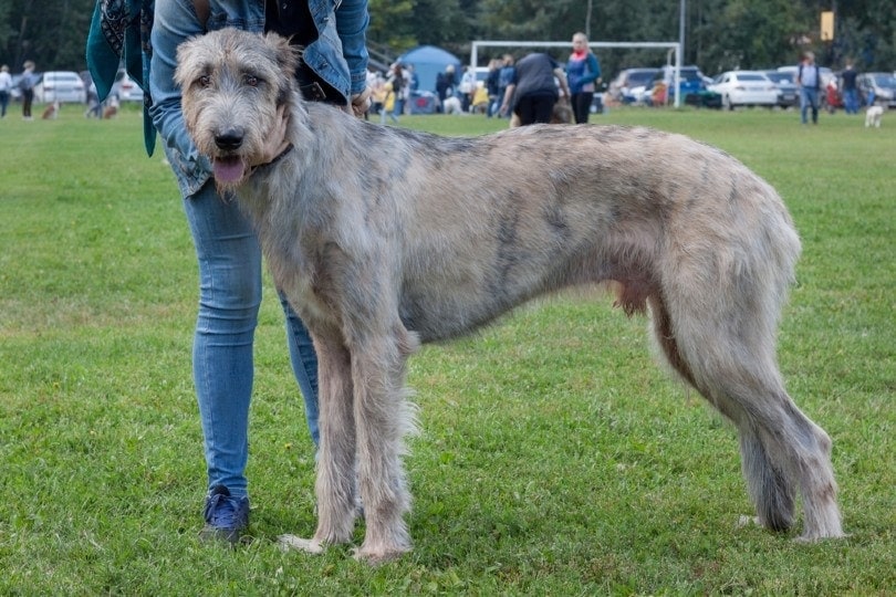 What dog breeds have long skinny tails?