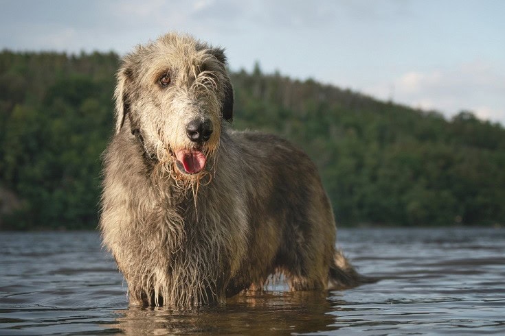Irish sales wolfhound mutt