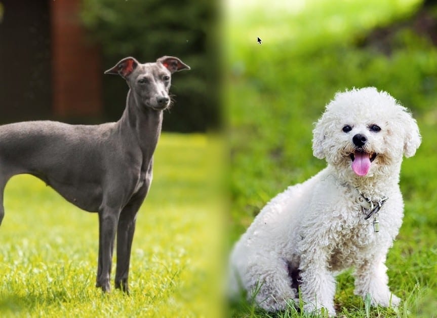 Italian (Bichon & Italian Greyhound Info, Pics, Traits | Hepper