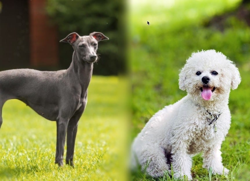 Italian Bichon