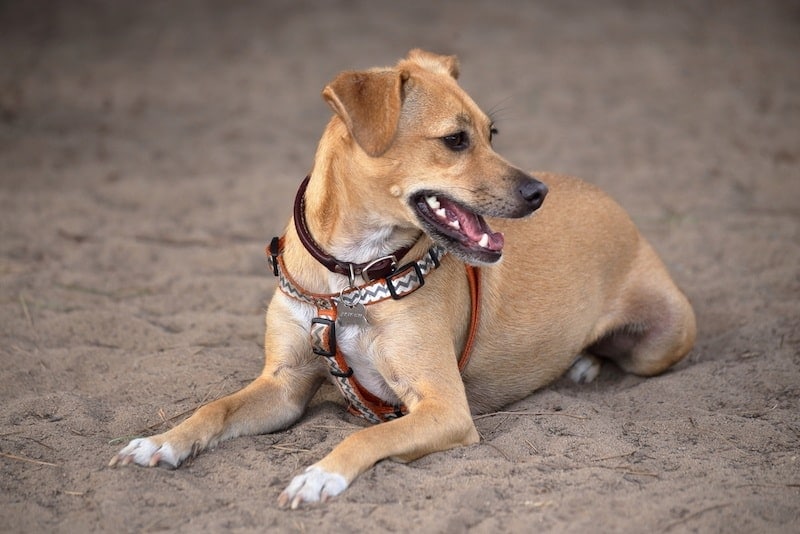 Italian Greagle mixed breed dog