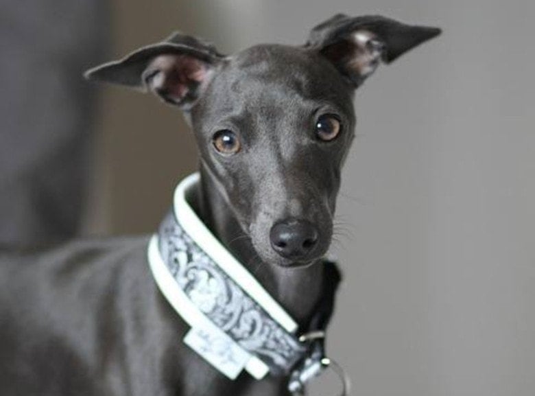 Italian Greyhound Face