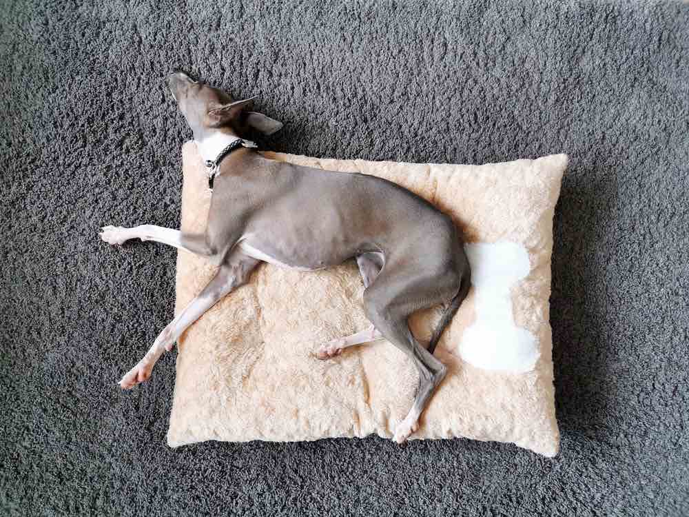 Which breed started out as a lap dog?