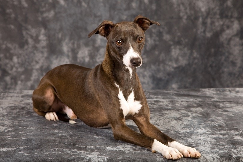 How Much Does an Italian Greyhound Cost? 2023 Price Guide | Hepper
