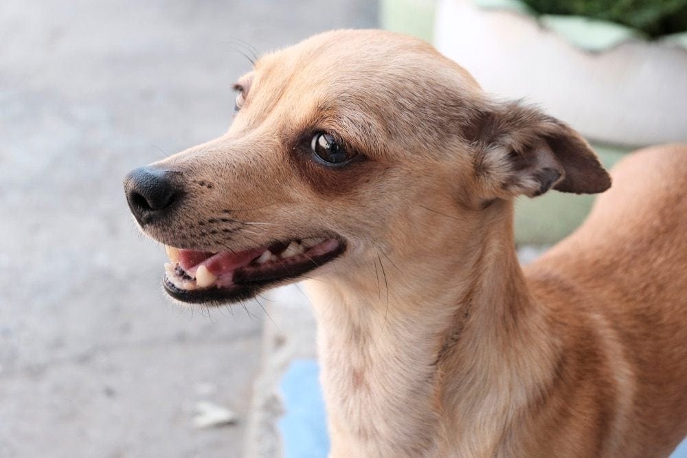 Italian Greyhuahua