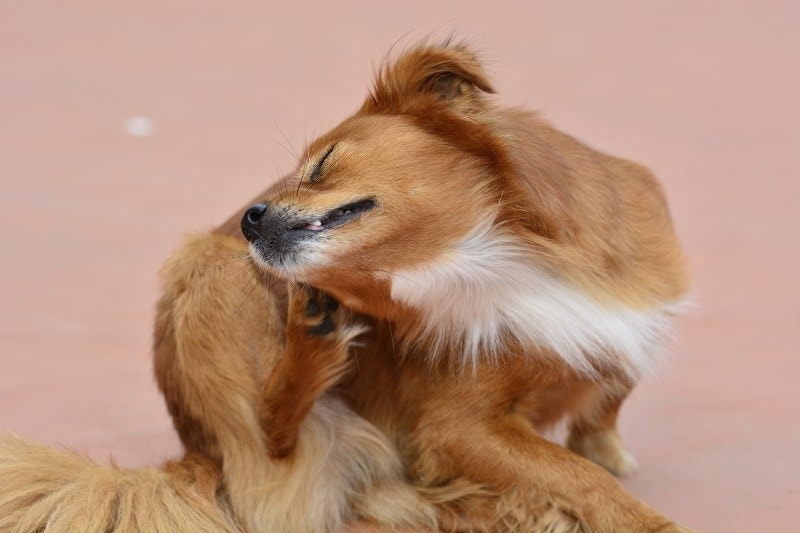 Diy itch relief for dogs hotsell