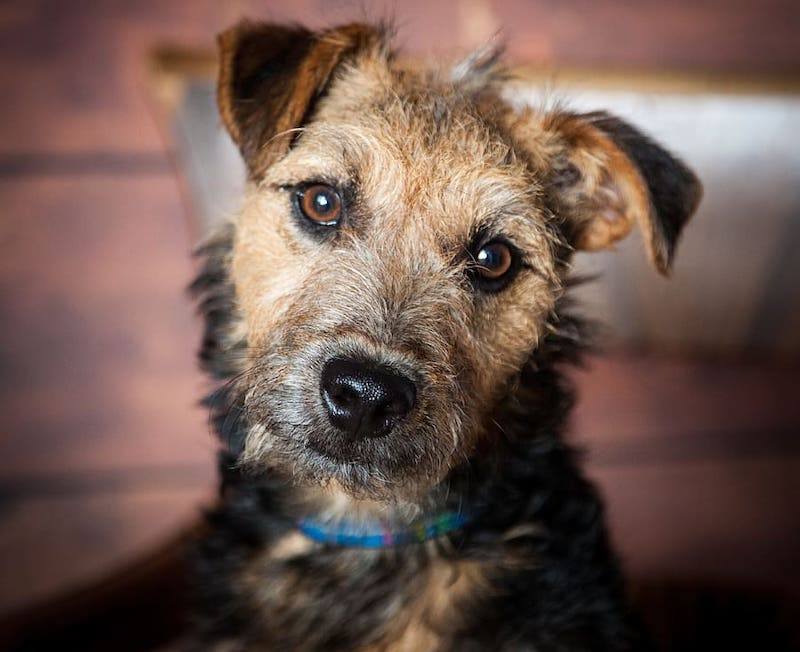 Jack Highland Terrier mixed breed