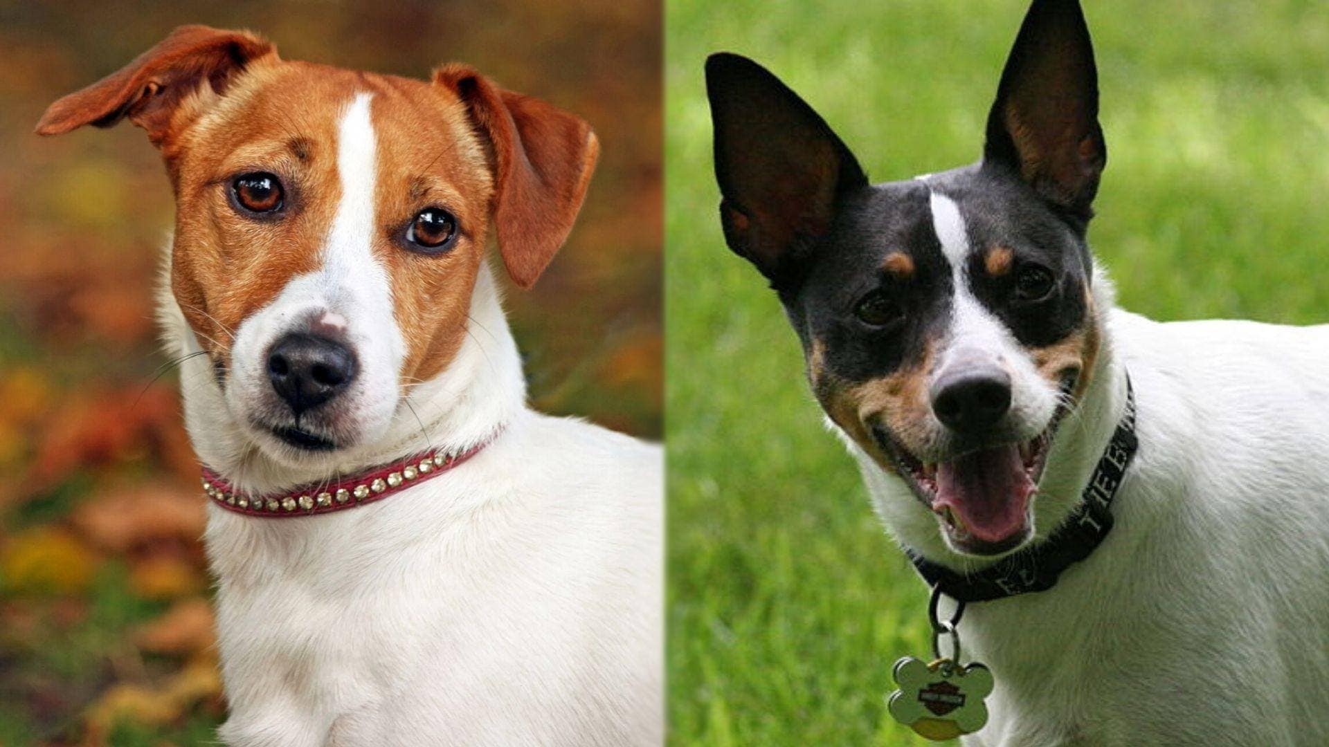 Jack-Rat - Jack Russell Terrier and Rat Terrier dog mix