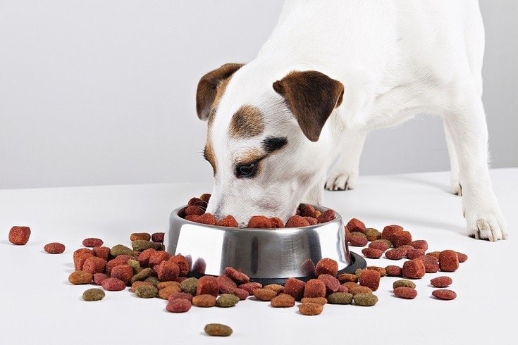 A Jack Russell Terrier eating dog food