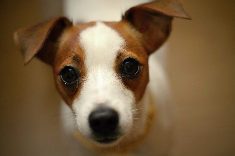 Jack Russell Terrier face