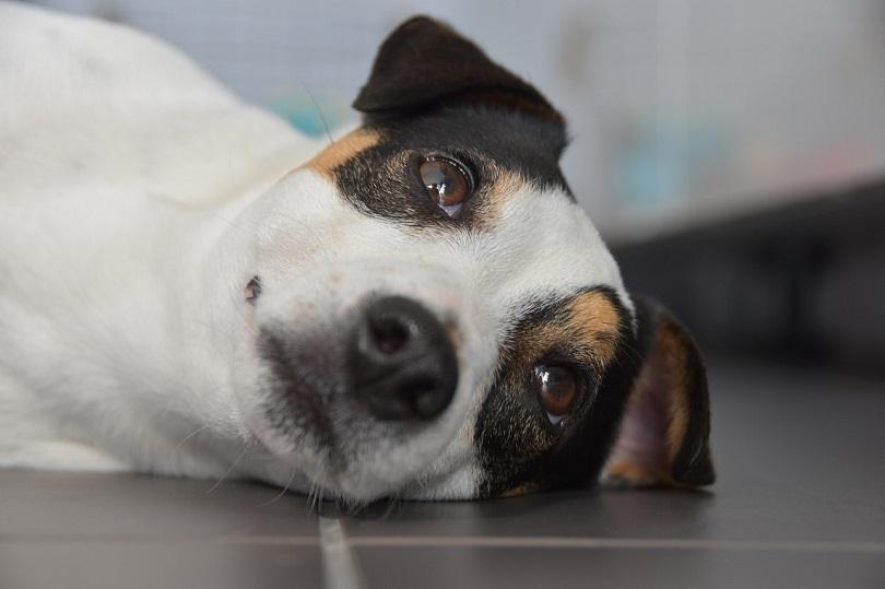 Jack Russell Terrier lying down