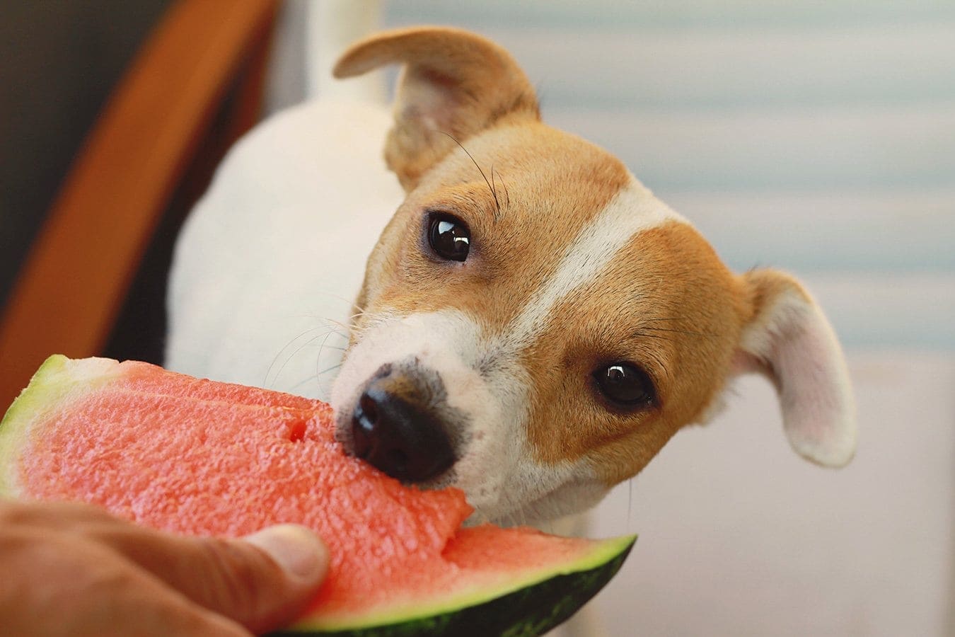 Jack Russell Terrier eating watermelon