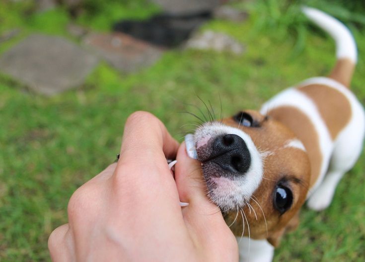 Jack Russell puppy biting_Shutterstock_Haelen Haagen