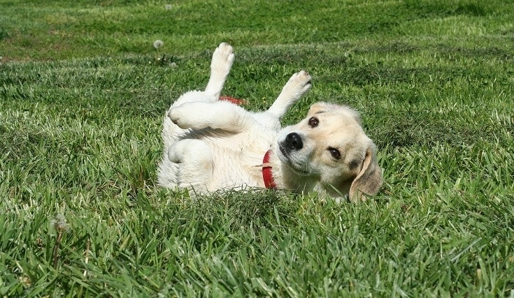 Jack Russell rolling