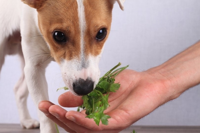 Are Dogs Omnivores or Carnivores? Here's What Science Says | Hepper