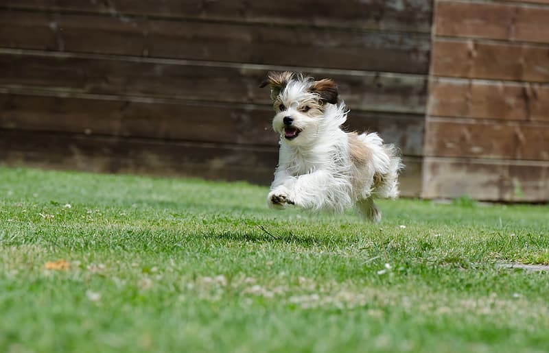 Drama liste for ikke at nævne Jack-Tzu (Jack Russell & Shih-Tzu Mix): Info, Pictures, Facts | Hepper