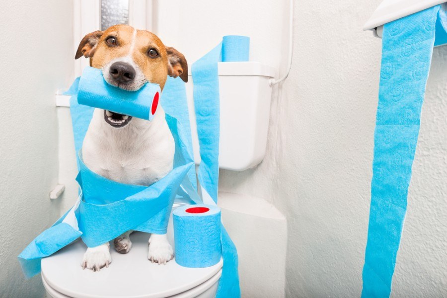 Jack russell terrier, sitting on a toilet seat with digestion problems _javier brosch_shutterstock