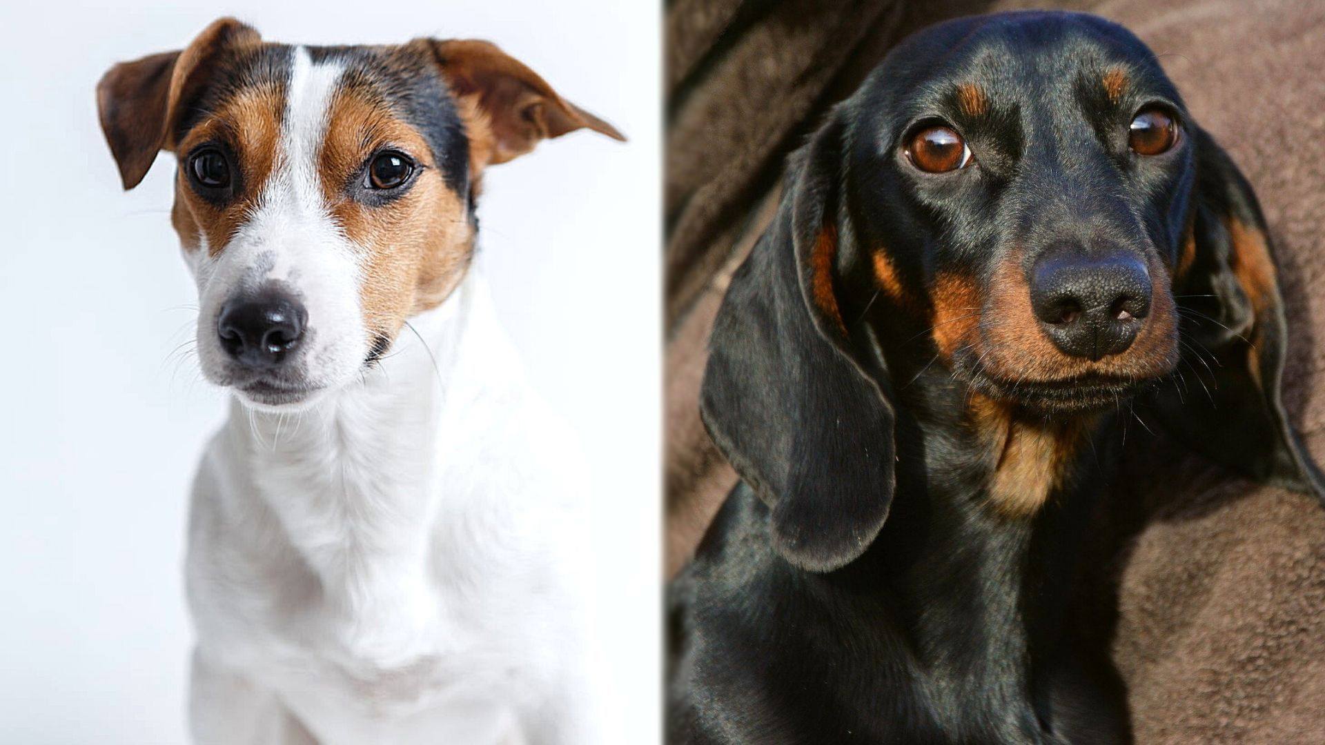 jack russell cross dachshund for sale