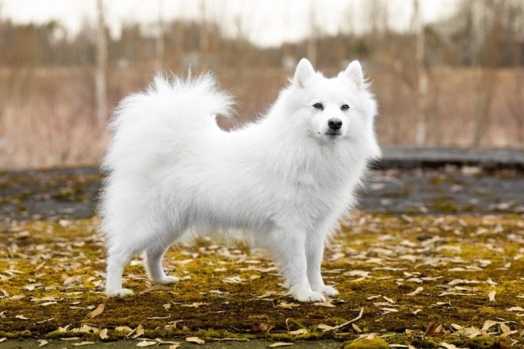 Dog breed hot sale spitz mix