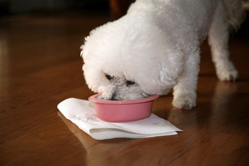 Jolie and Chloe both pure breed Bichon Frise dogs enjoy their doggy dinner_mikeledray_shutterstock