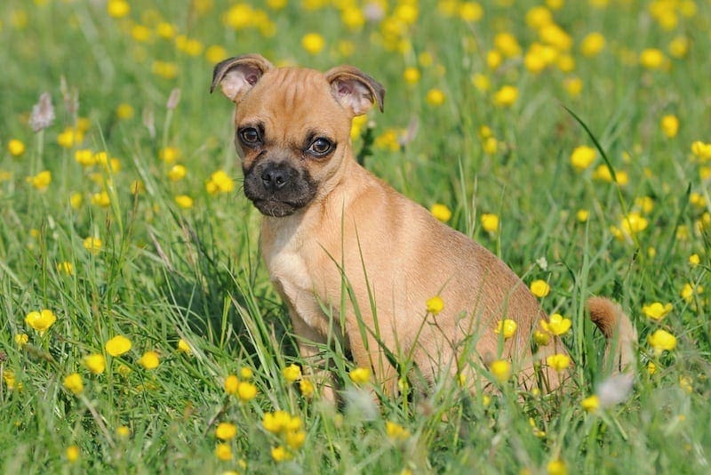 how much does a jug puppy cost