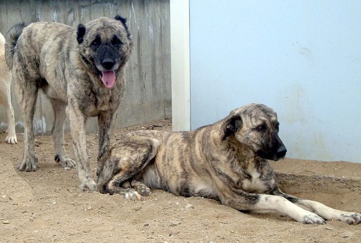 Kangal dogs