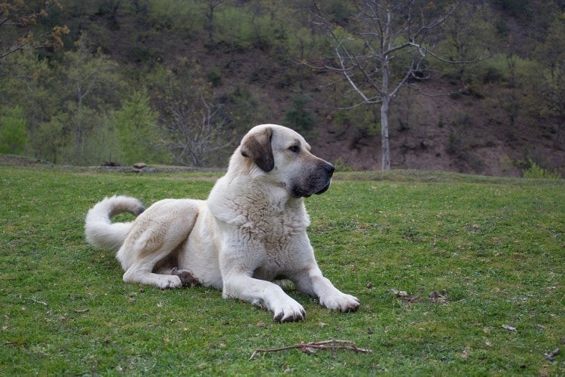 Kangal shepherd dog sitting on grass grassland