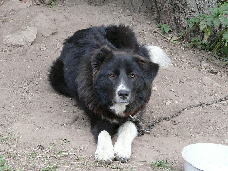 Karakachan