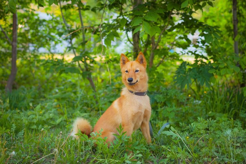 Karelian Bear Dog Red coat