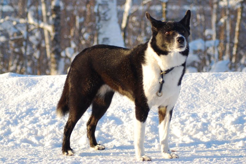 Karelian Bear Dog in the snow