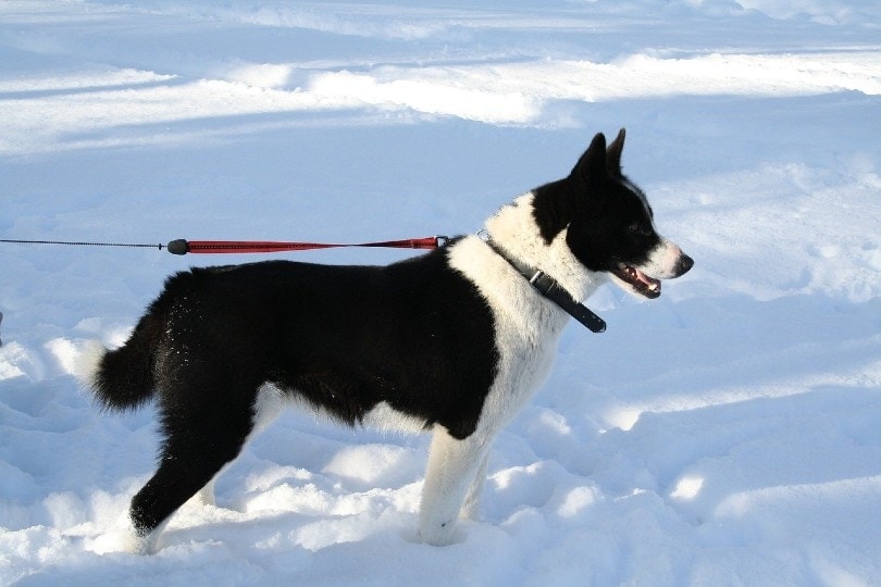 Karelian Bear Dog standing in snow