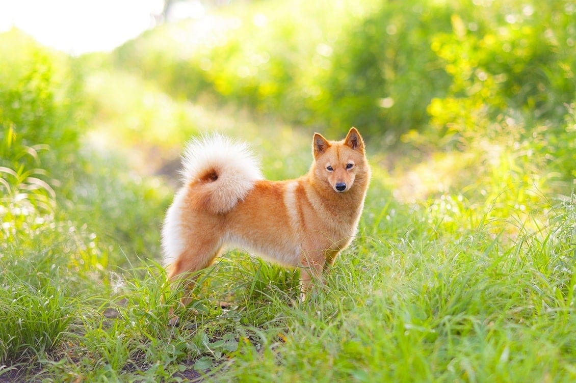 Karelo Finnish Laika dog in the grass