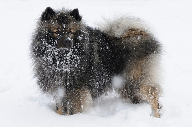 Keeshond in snow