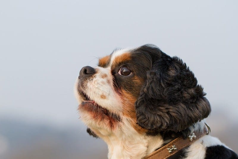 King Charles Yorkie mixed breed dog