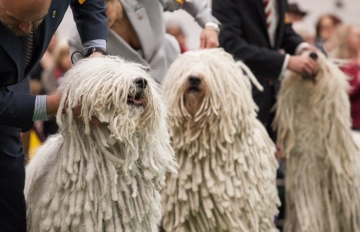 Komondor