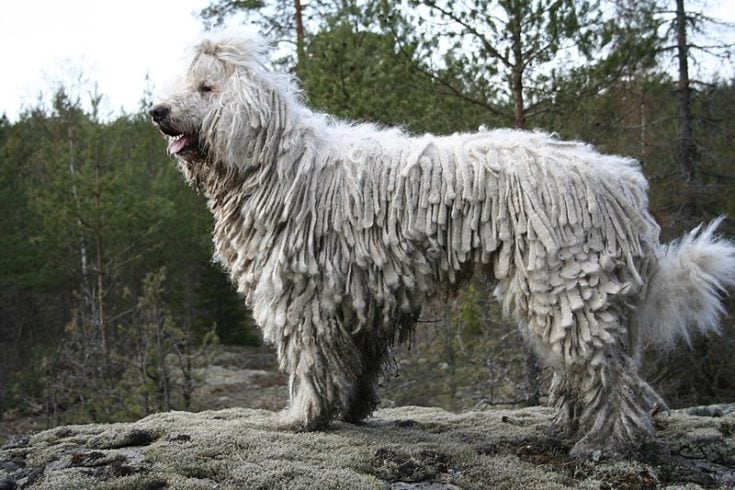 Komondor with dreadlocks