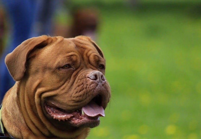 Korean Dosa Mastiff