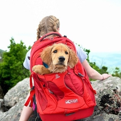 A dog hiking backpack