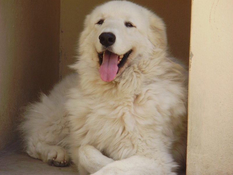 kuvasz