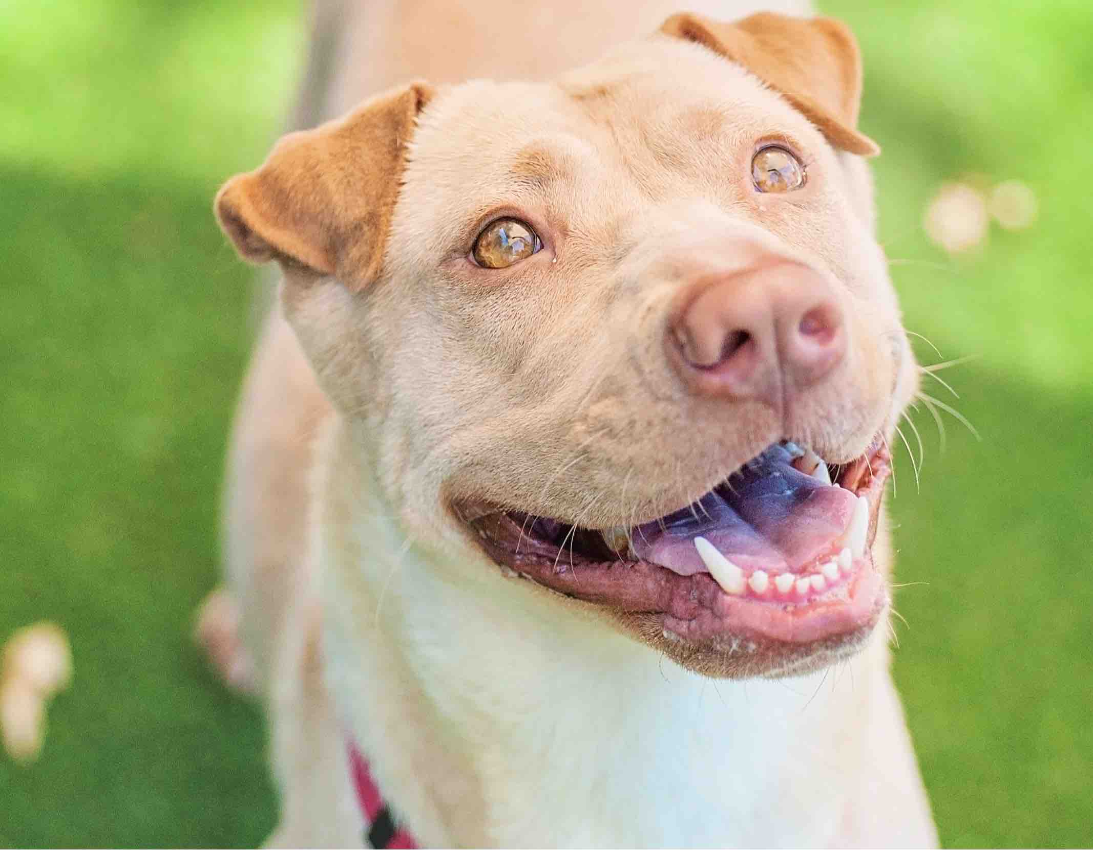 Lab Pei smiling