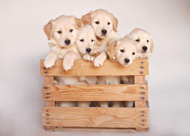 Lab Puppies Climb Out of Brown Wooden Crate