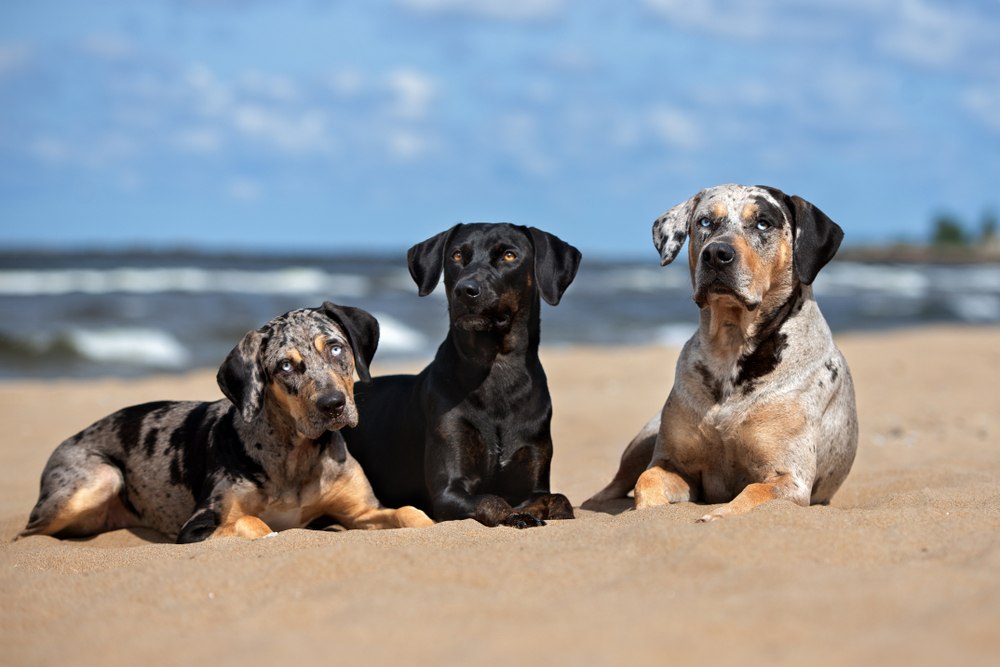 Labahoula dogs on the beach