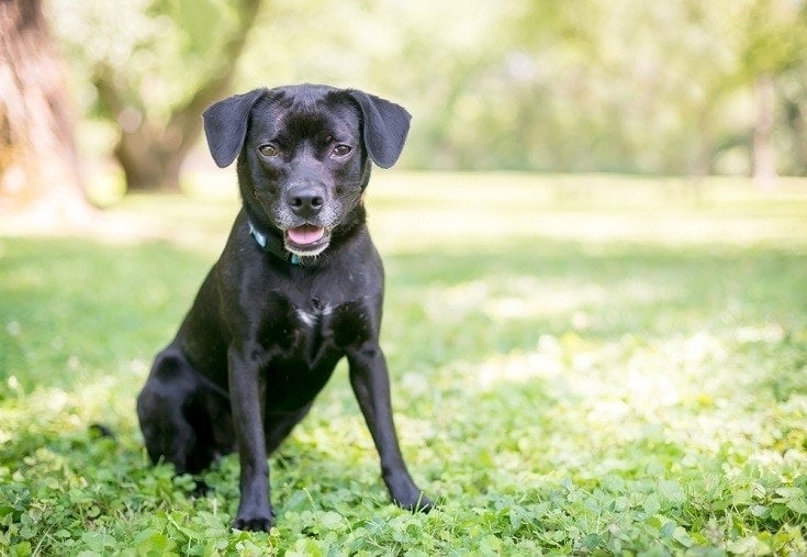 Labbe Dog (Labrador Retriever & Beagle Mix)