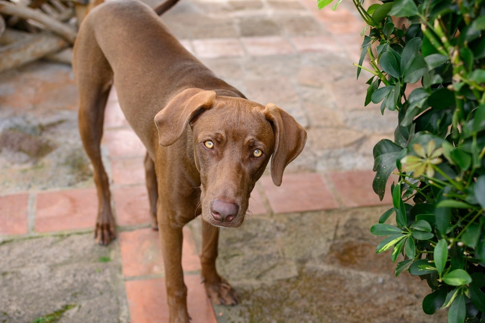 Labmaraner brown dog