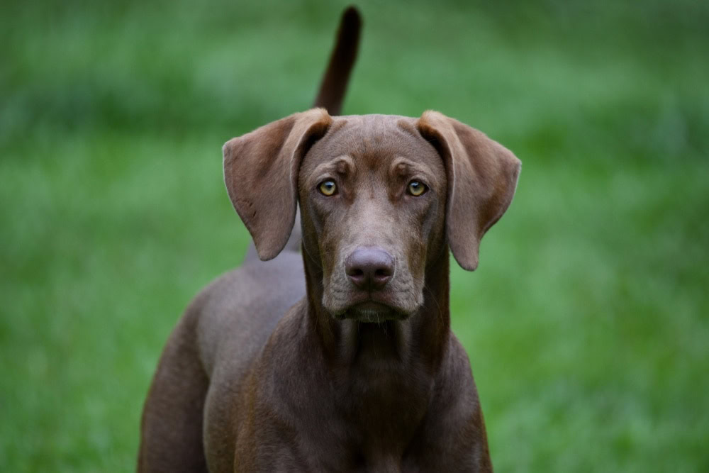 Labmaraner Labrador Weimaraner Mix Info Pics Puppies Facts