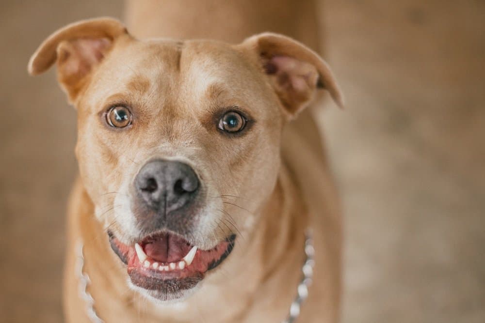 Labrabull Labrador Pit Bull Mix