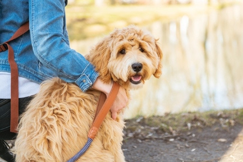 Labradoodle and woman outside at the park